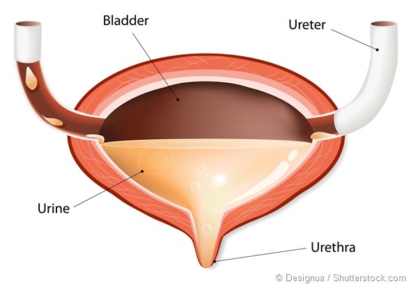 Bladder